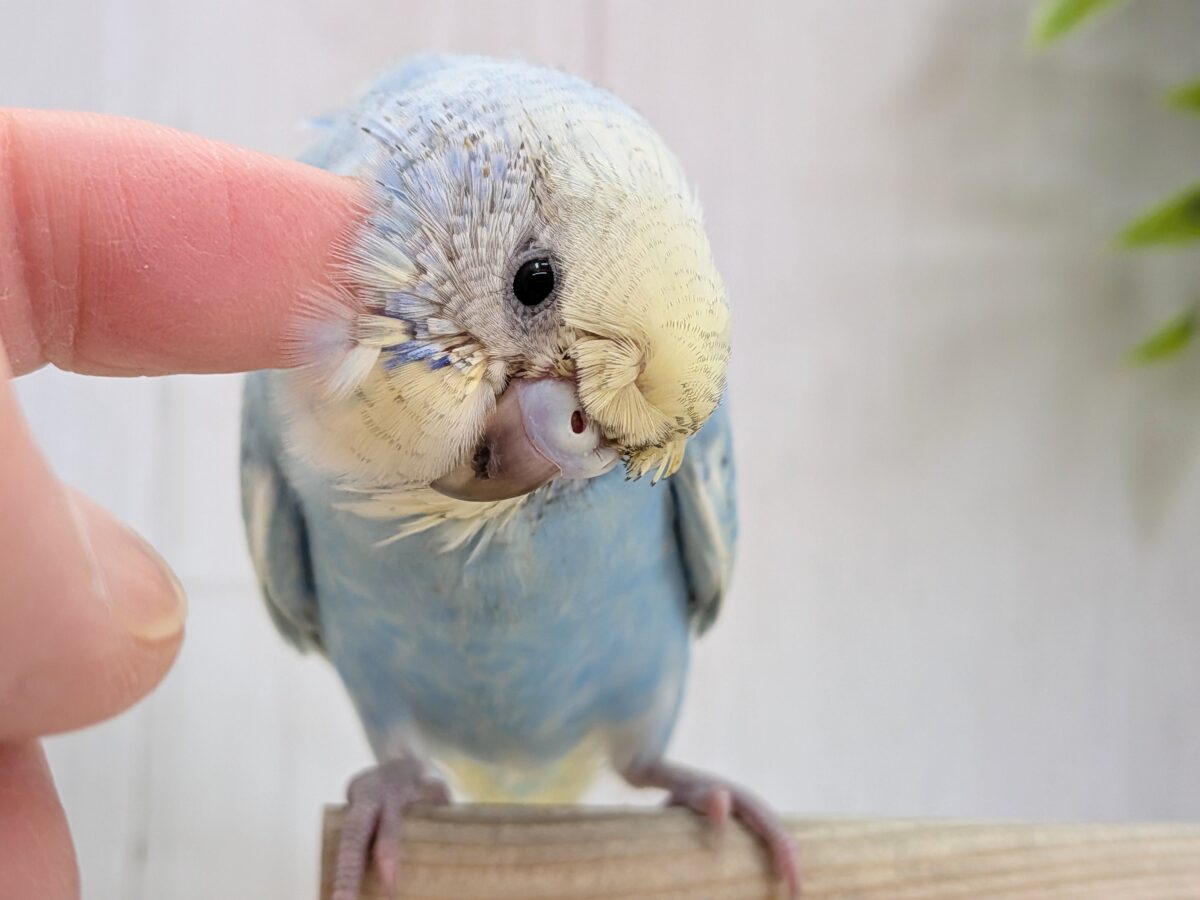 梵天セキセイインコ