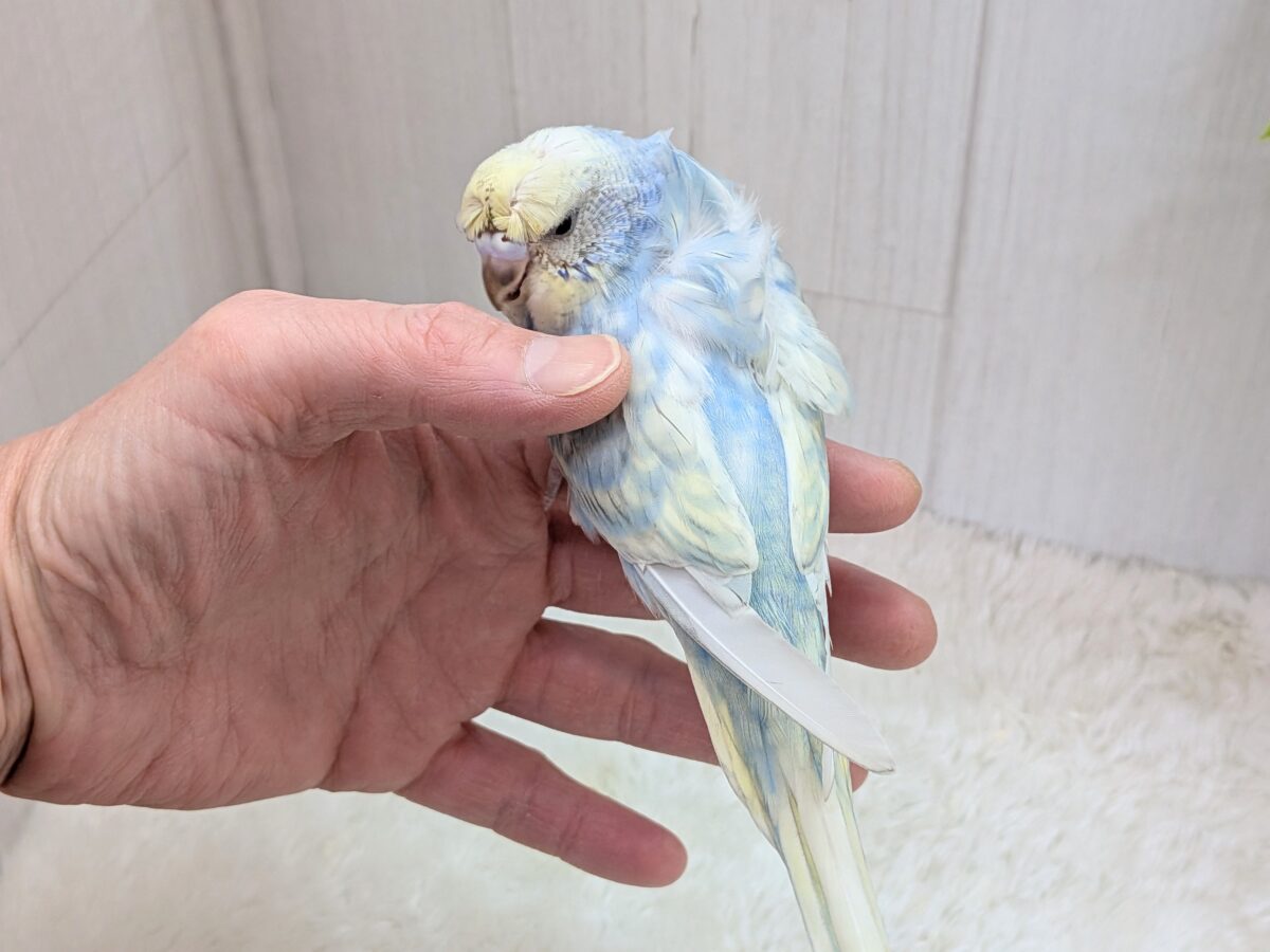 梵天セキセイインコ