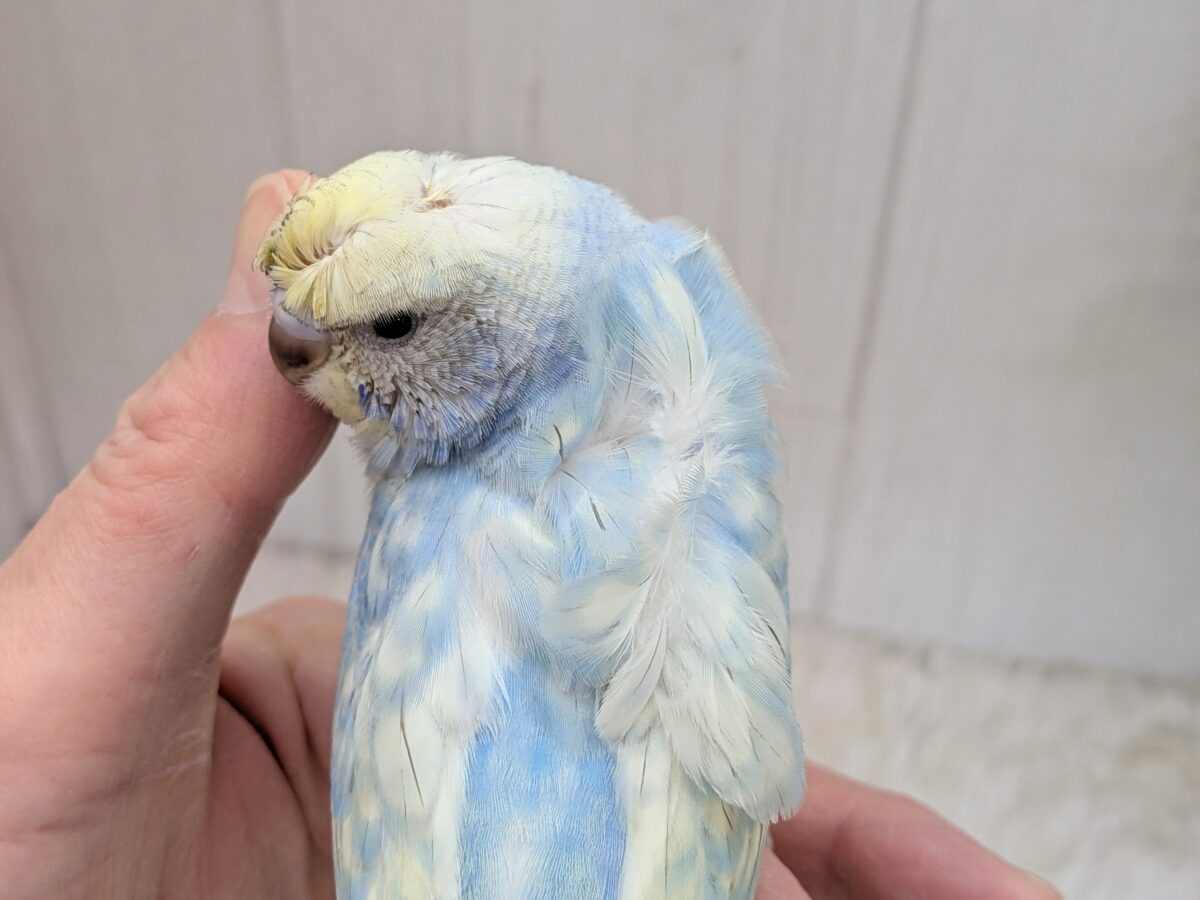 梵天セキセイインコ