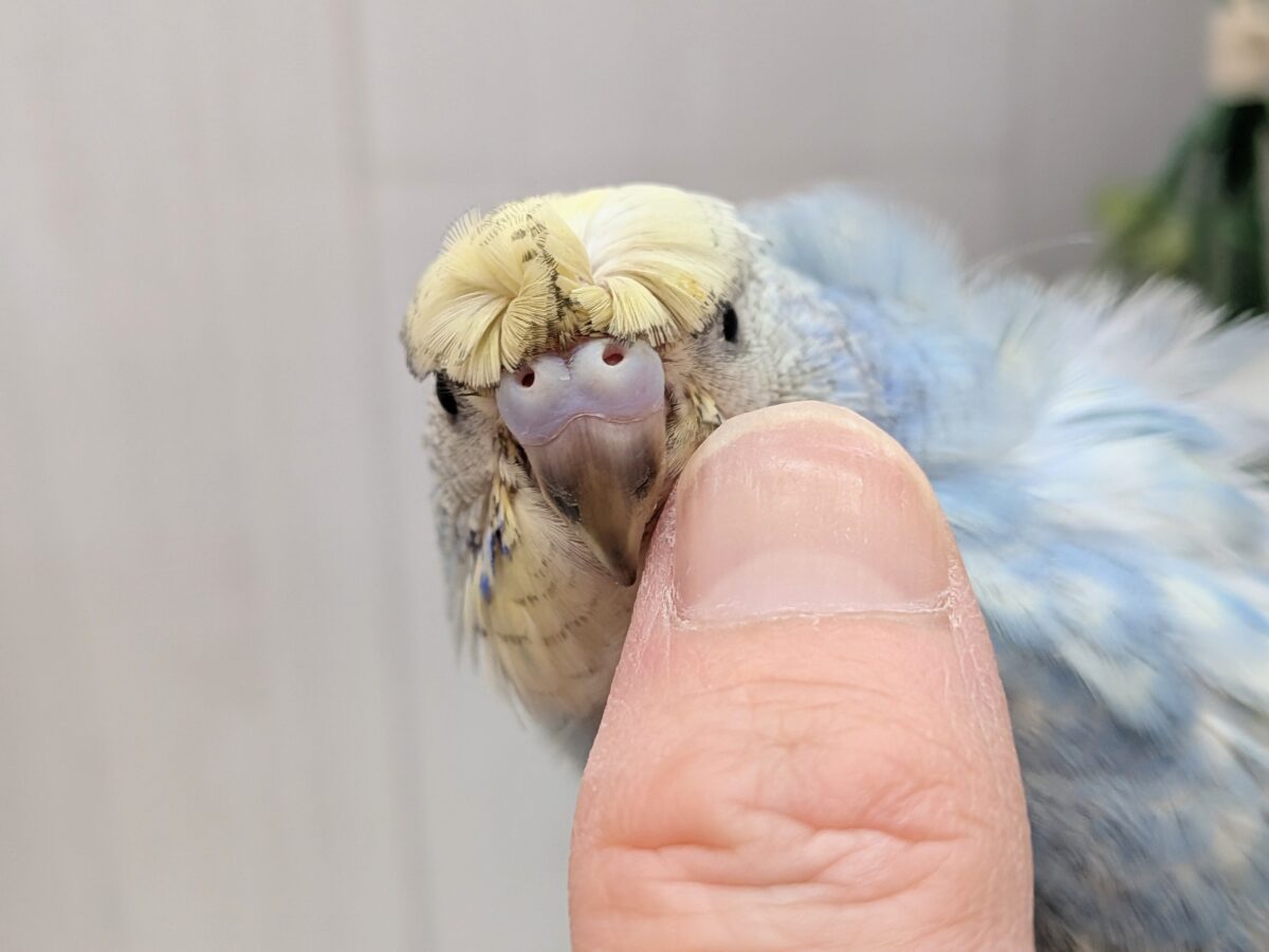 梵天セキセイインコ
