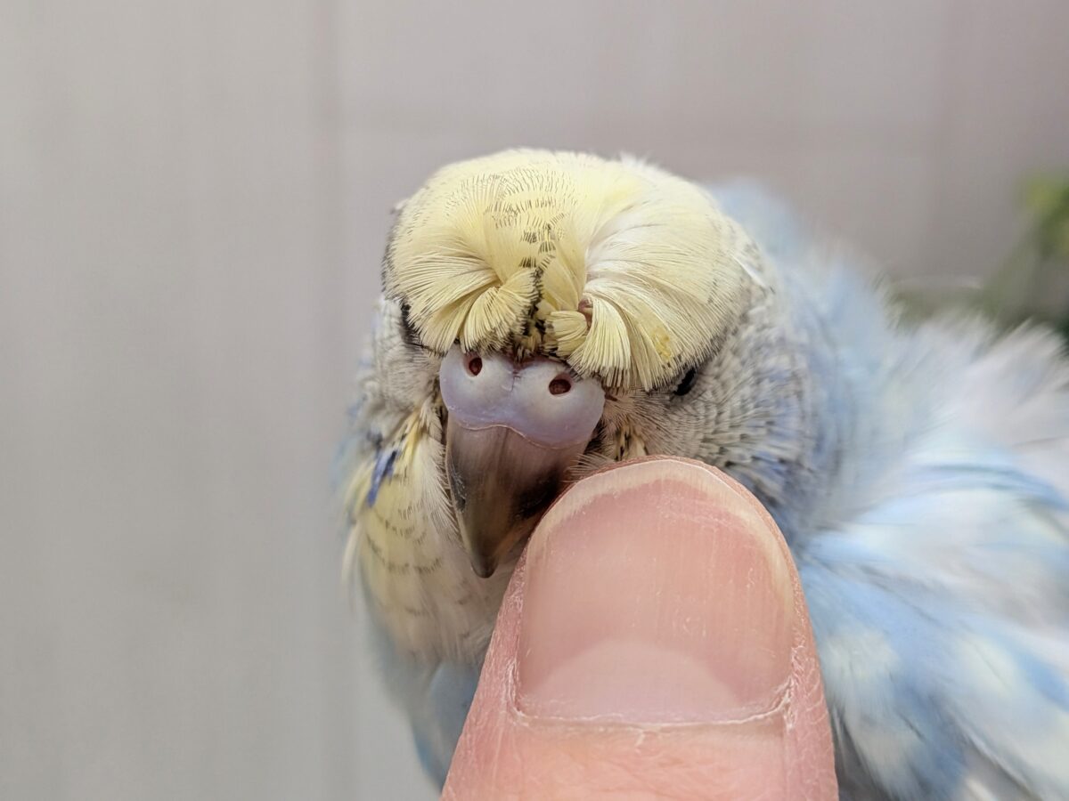 梵天セキセイインコ