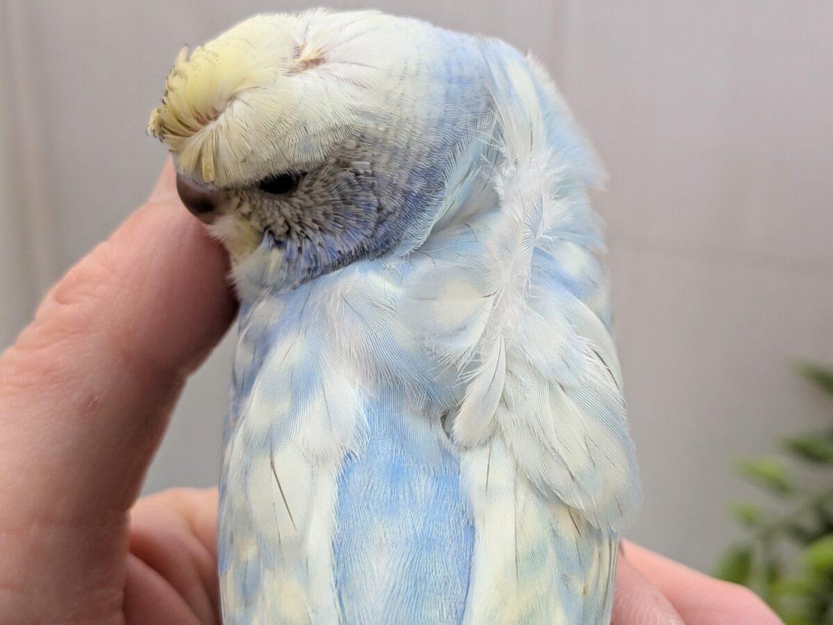 梵天セキセイインコ
