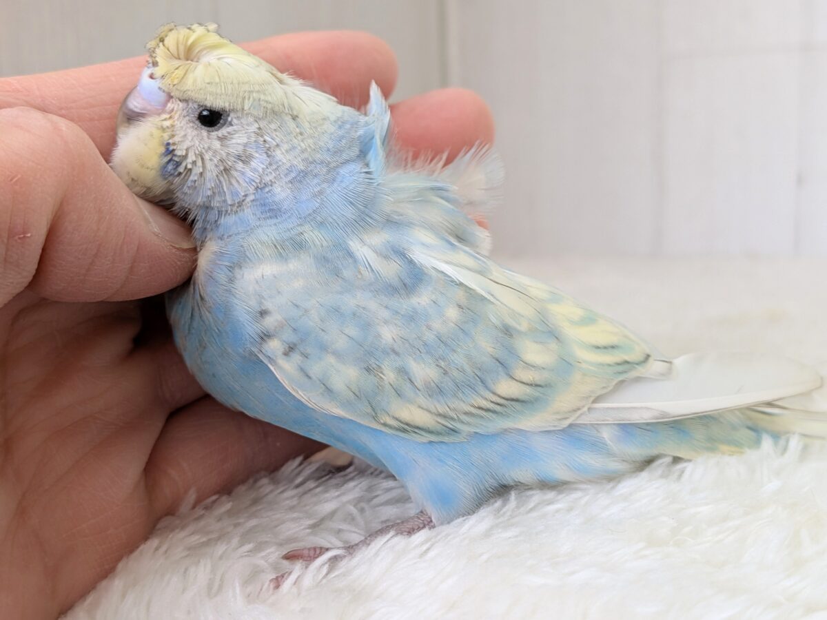 梵天セキセイインコ