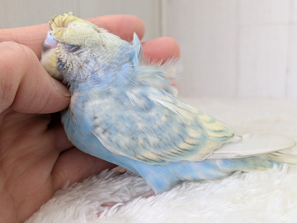 梵天セキセイインコ