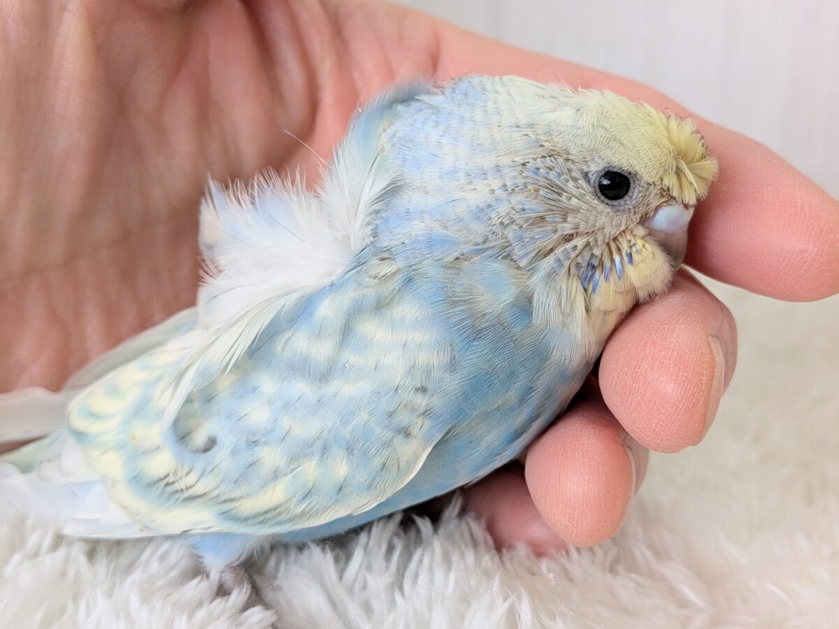 梵天セキセイインコ