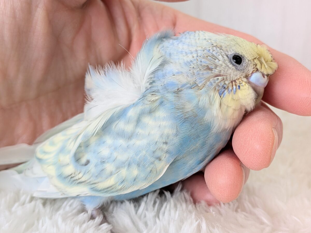 梵天セキセイインコ