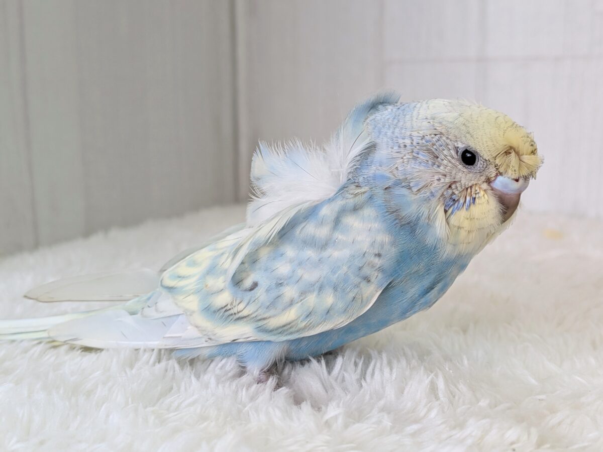 梵天セキセイインコ
