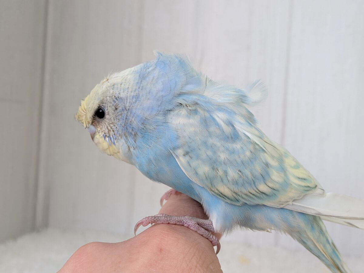 梵天セキセイインコ