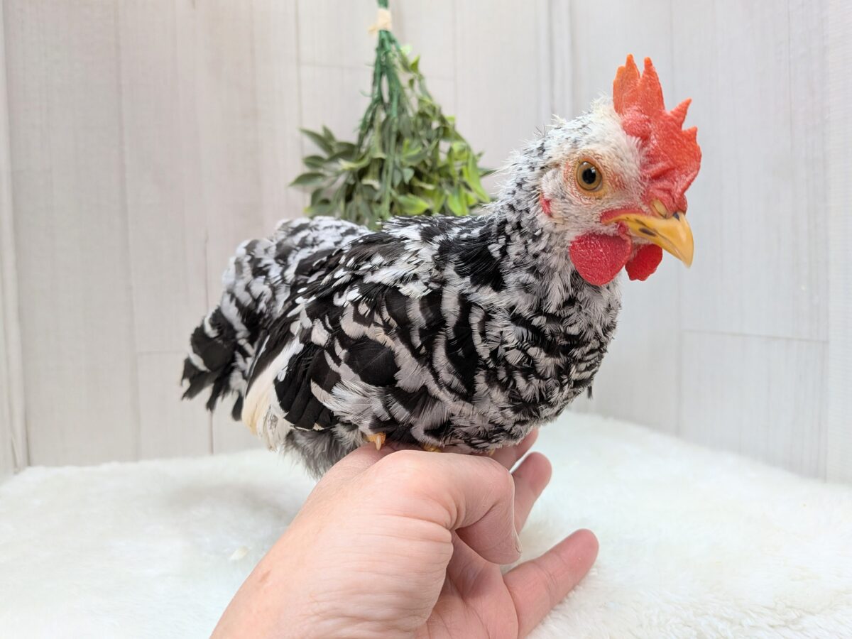 碁石チャボ（ゴイシチャボ）