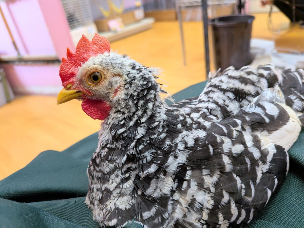 碁石チャボ（ゴイシチャボ）