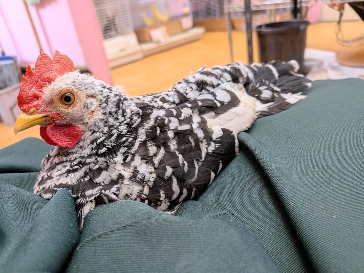 碁石チャボ（ゴイシチャボ）