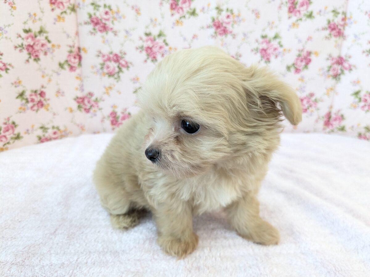 可愛すぎて滅っっっ✌🔥 ハーフ犬(チワワ×トイプードル)の女のコ💗 2026/6/24撮影 チワプー
