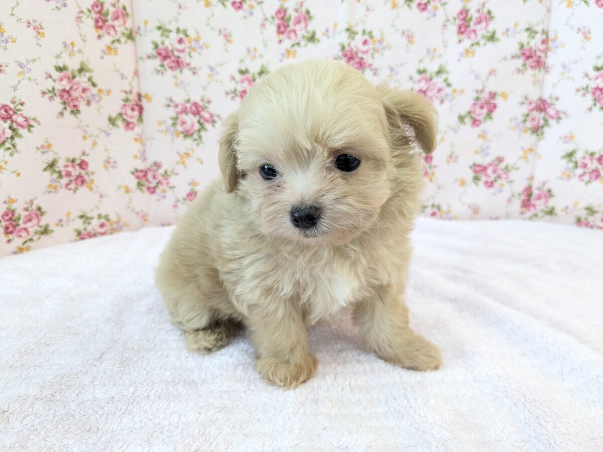 可愛すぎて滅っっっ✌🔥 ハーフ犬(チワワ×トイプードル)の女のコ💗 2026/6/24撮影 チワプー