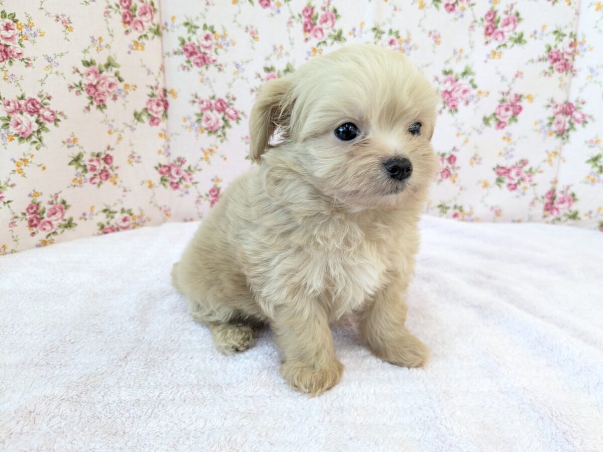 可愛すぎて滅っっっ✌🔥 ハーフ犬(チワワ×トイプードル)の女のコ💗 2026/6/24撮影 チワプー