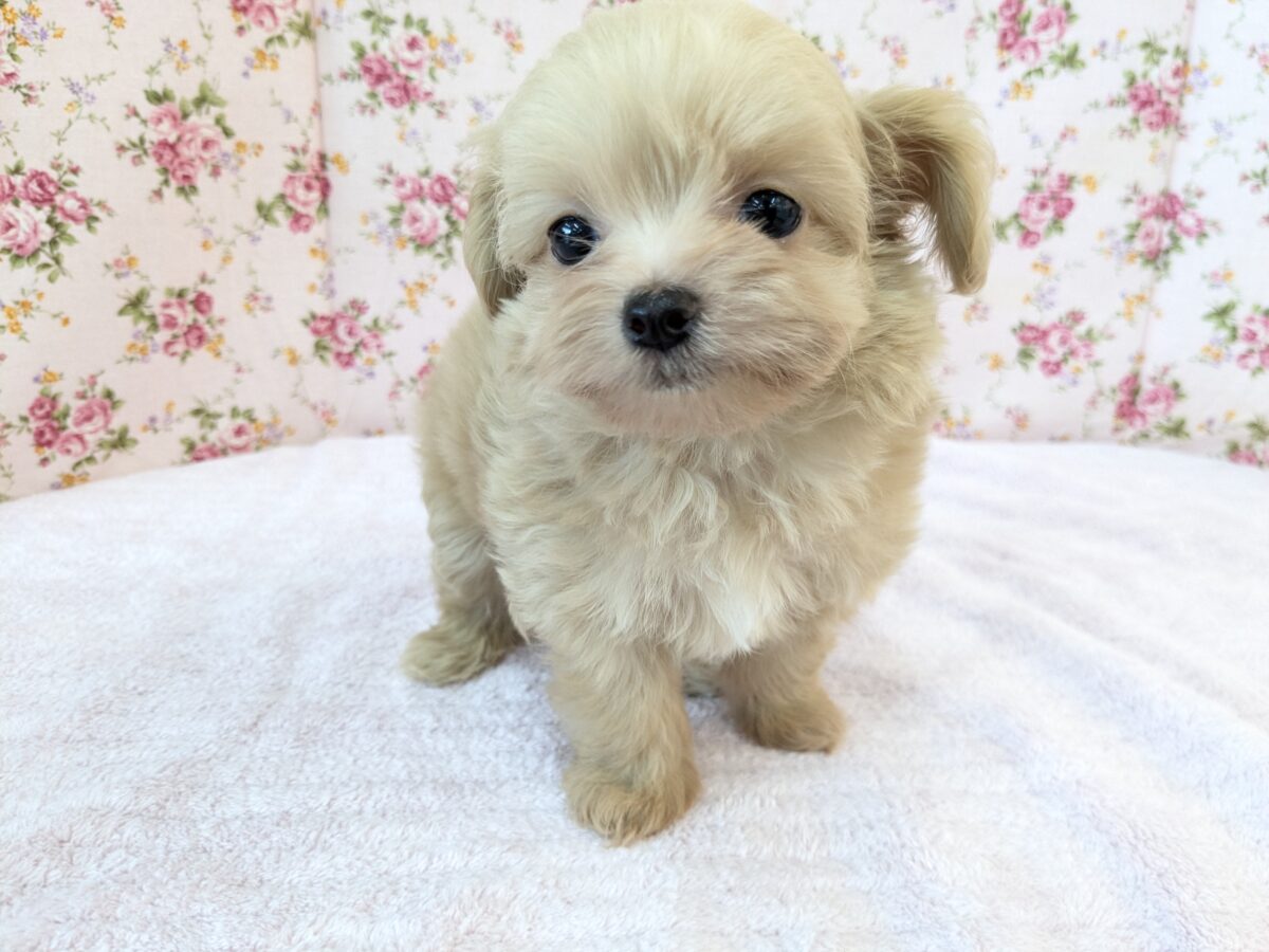 可愛すぎて滅っっっ✌🔥 ハーフ犬(チワワ×トイプードル)の女のコ💗 2026/6/24撮影 チワプー