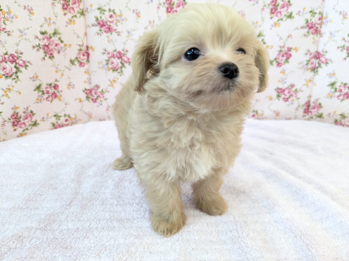 可愛すぎて滅っっっ✌🔥 ハーフ犬(チワワ×トイプードル)の女のコ💗 2026/6/24撮影 チワプー