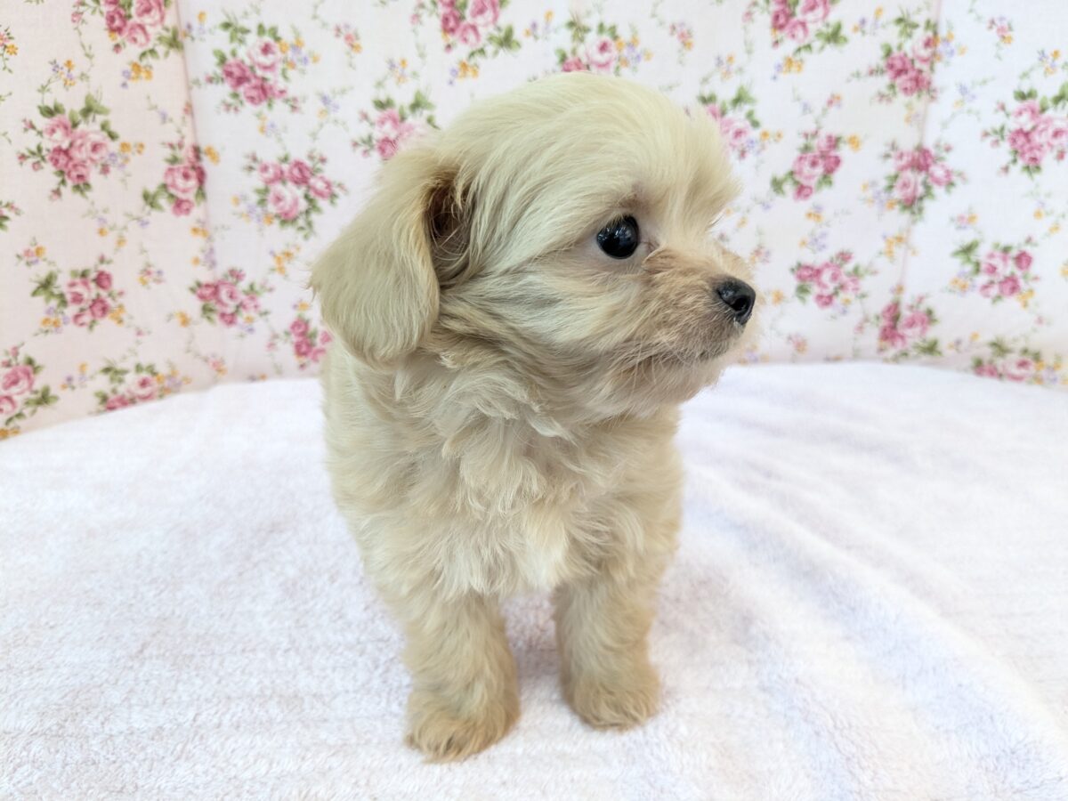 可愛すぎて滅っっっ✌🔥 ハーフ犬(チワワ×トイプードル)の女のコ💗 2026/6/24撮影 チワプー