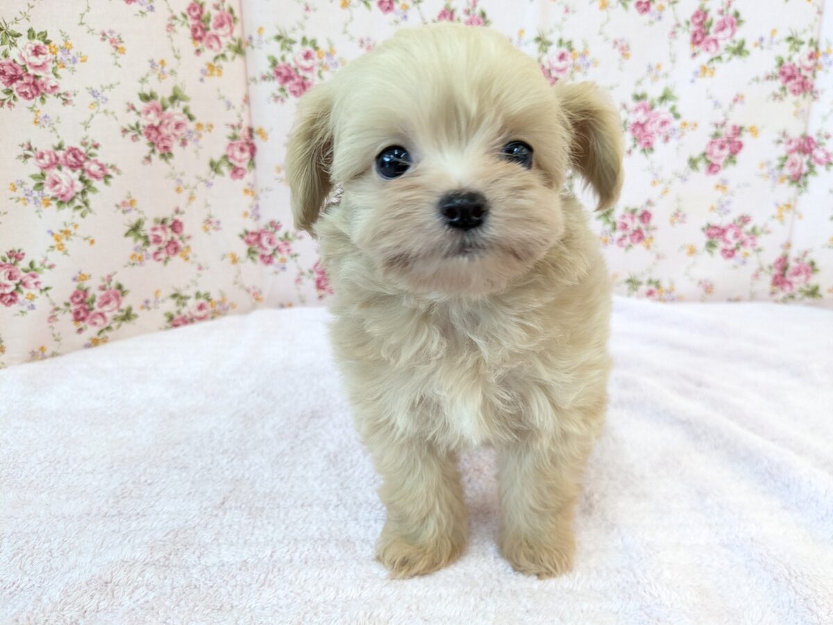 可愛すぎて滅っっっ✌🔥 ハーフ犬(チワワ×トイプードル)の女のコ💗 2026/6/24撮影 チワプー
