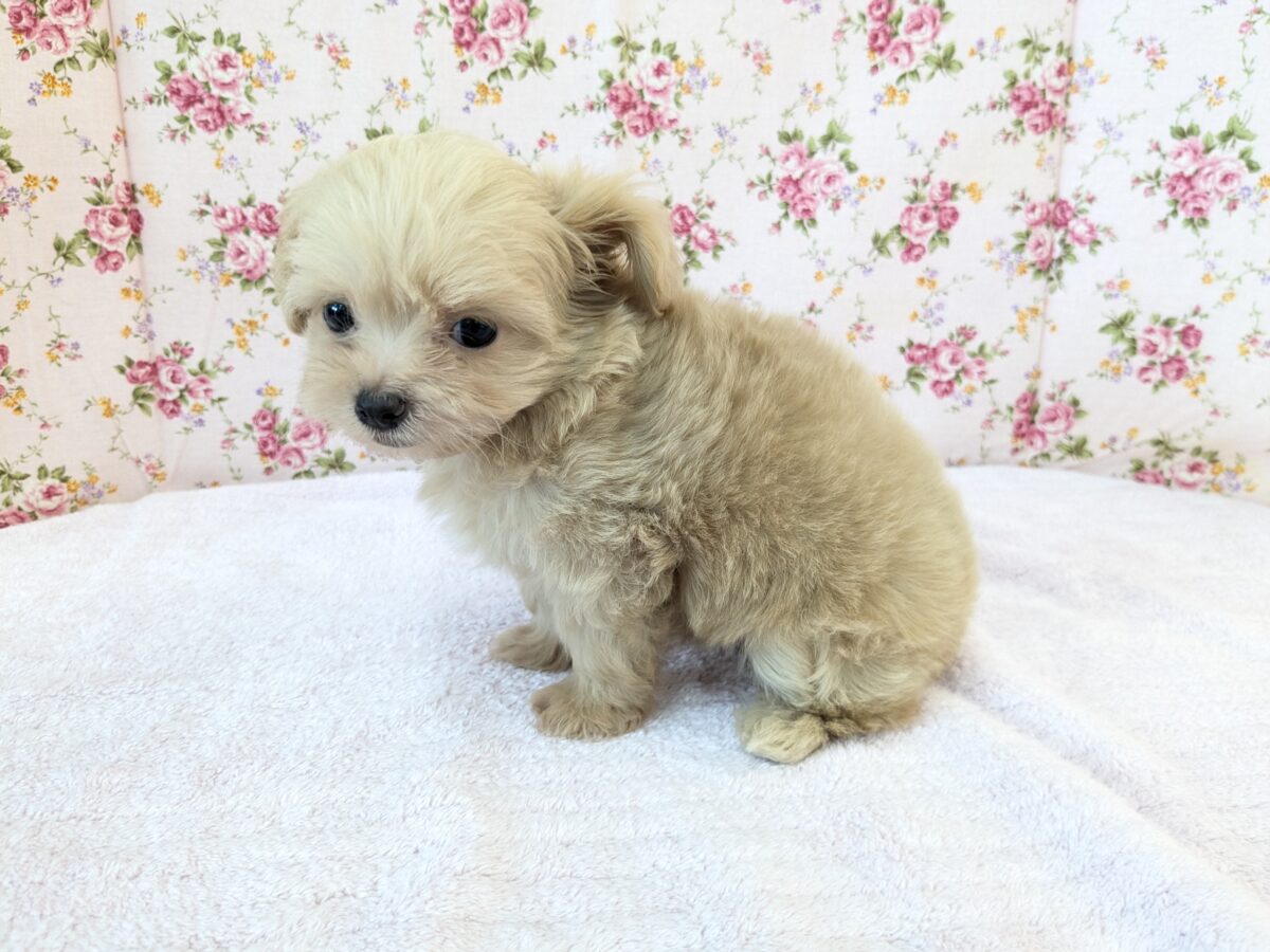 可愛すぎて滅っっっ✌🔥 ハーフ犬(チワワ×トイプードル)の女のコ💗 2026/6/24撮影 チワプー