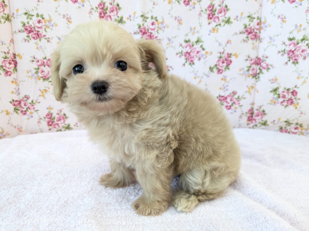 可愛すぎて滅っっっ✌🔥 ハーフ犬(チワワ×トイプードル)の女のコ💗 2026/6/24撮影 チワプー