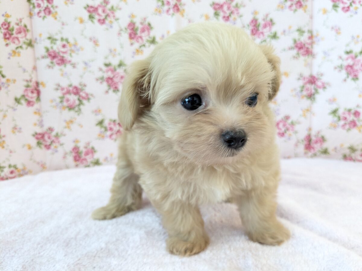 可愛すぎて滅っっっ✌🔥 ハーフ犬(チワワ×トイプードル)の女のコ💗 2026/6/24撮影 チワプー
