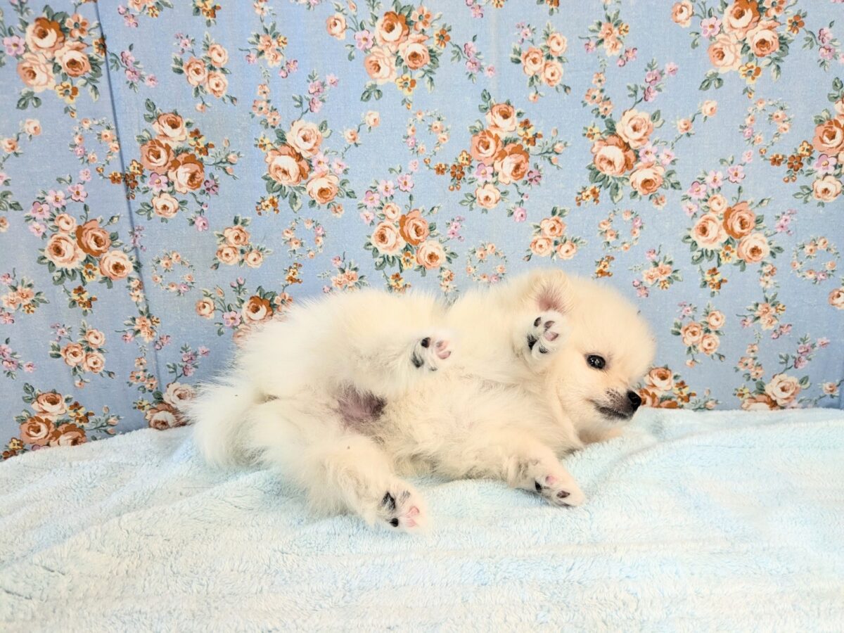 最新画像更新!!みんなが笑顔になる✨ハッピースマイル🥰 ポメラニアンの男のコ💙 2026/7/31撮影 ポメラニアン