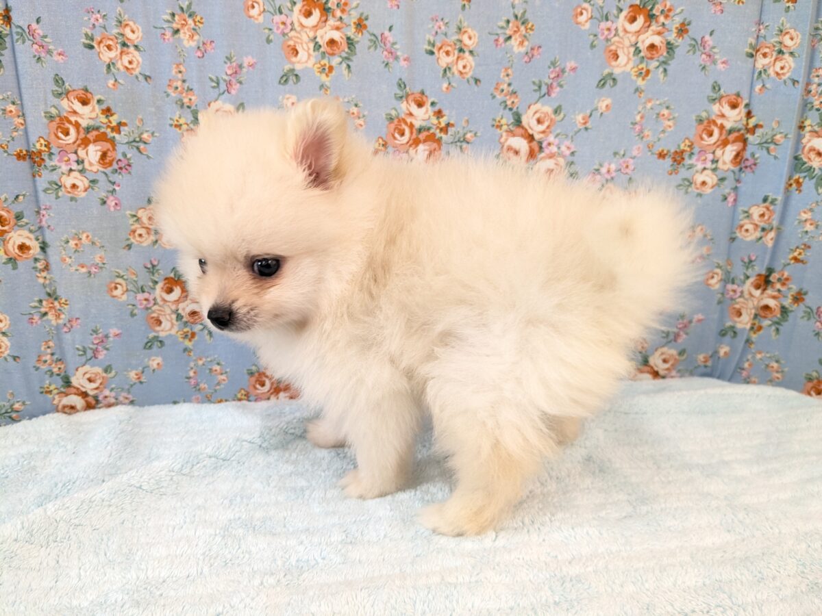 最新画像更新!!みんなが笑顔になる✨ハッピースマイル🥰 ポメラニアンの男のコ💙 2026/7/31撮影 ポメラニアン
