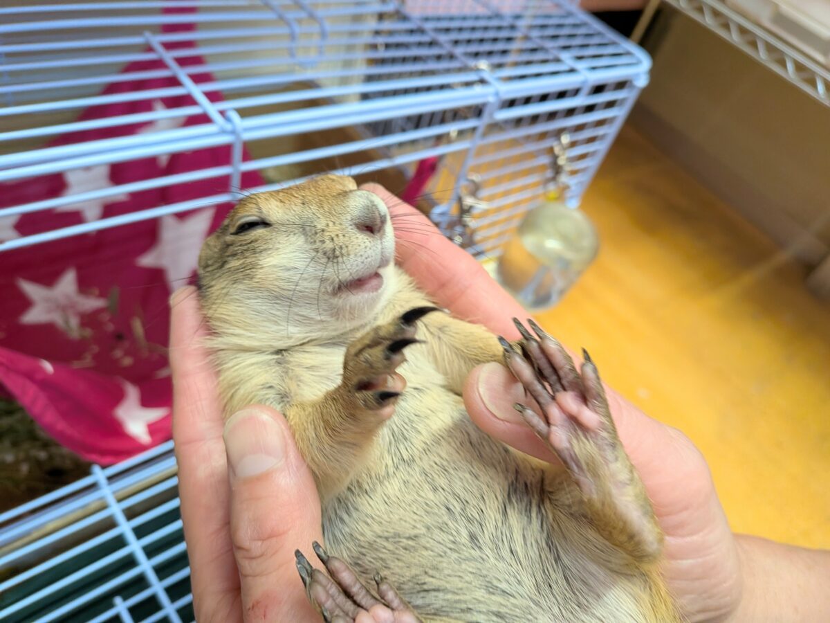 プレーリードッグ