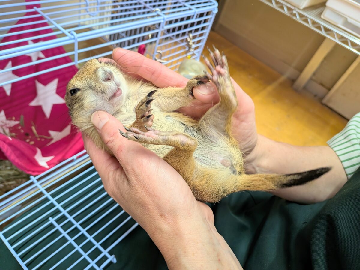 プレーリードッグ