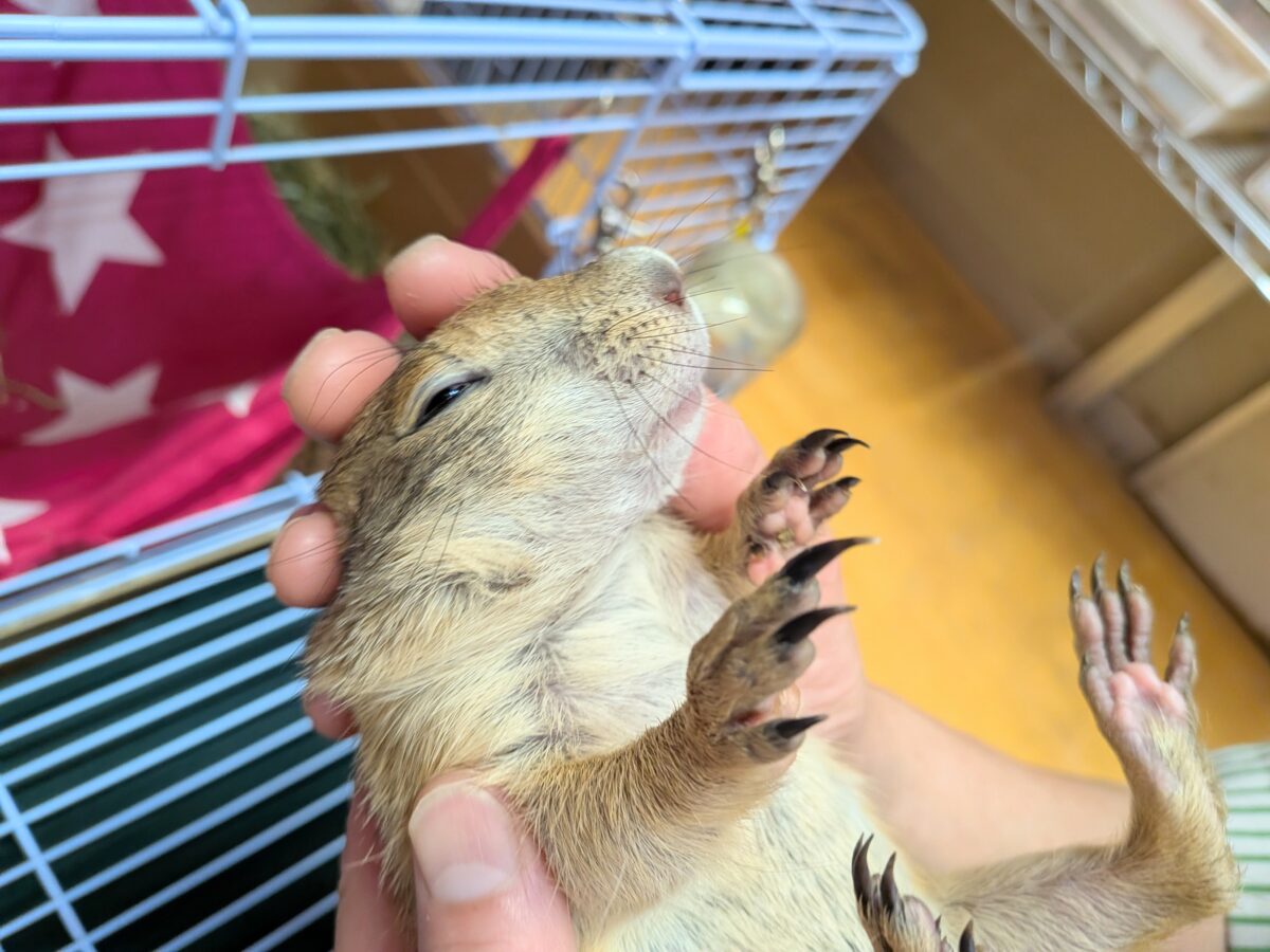 プレーリードッグ