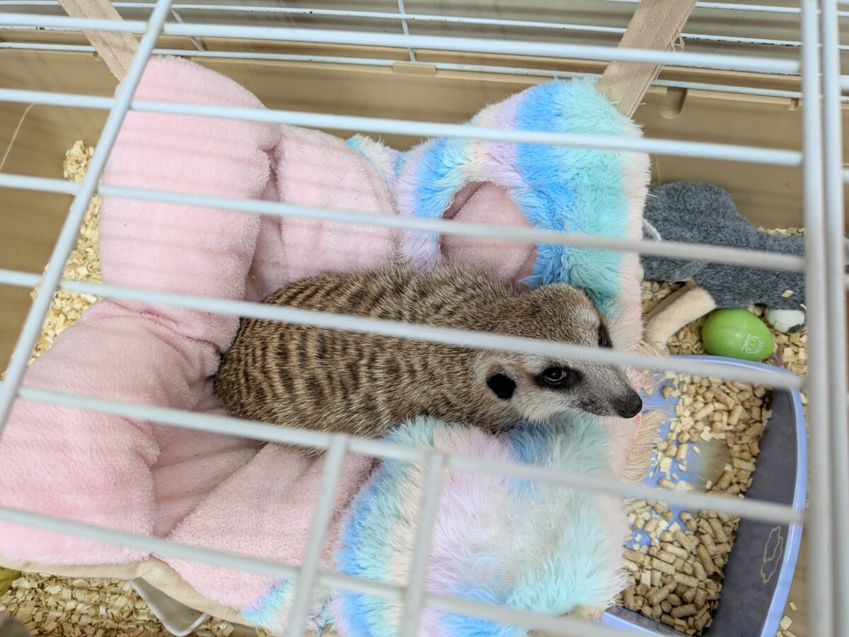 最新画像あります!ヌーヌーっと呼んじゃうよ〜💗ミーアキャットやって来た‼️ ミーアキャット