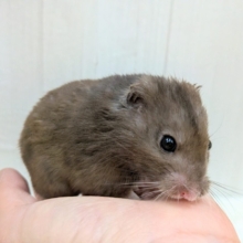 最新画像あります！ブルーグレー？チョコレート？オシャレ斑なカラーハムスターさん