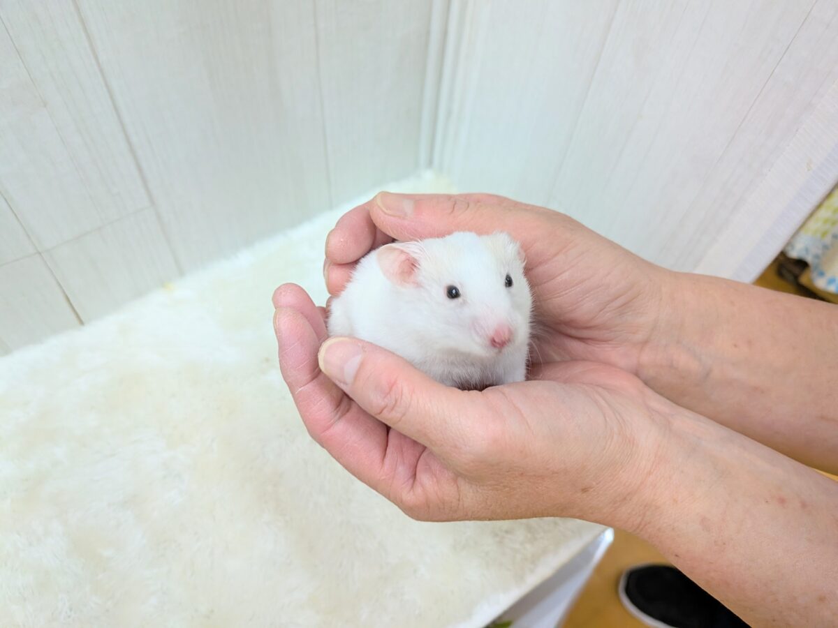 最新画像あります!もちもちおもち〜カラーハムスターさん ゴールデンハムスター