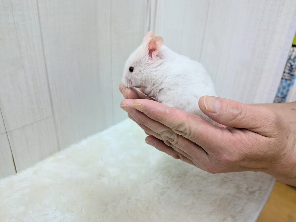 最新画像あります!もちもちおもち〜カラーハムスターさん ゴールデンハムスター