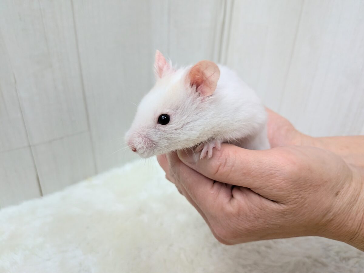 最新画像あります!もちもちおもち〜カラーハムスターさん ゴールデンハムスター