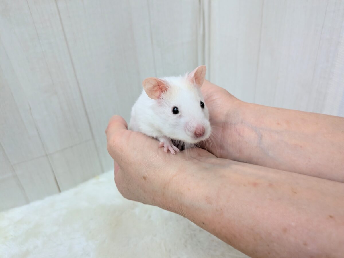 最新画像あります!もちもちおもち〜カラーハムスターさん ゴールデンハムスター