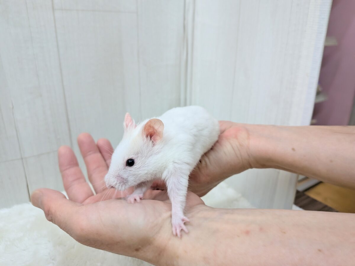 最新画像あります!もちもちおもち〜カラーハムスターさん ゴールデンハムスター