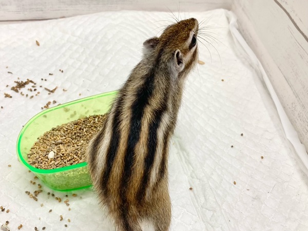 シマリス 男の子 抱っこもできるいい子です♪ シマリス(ノーマル)