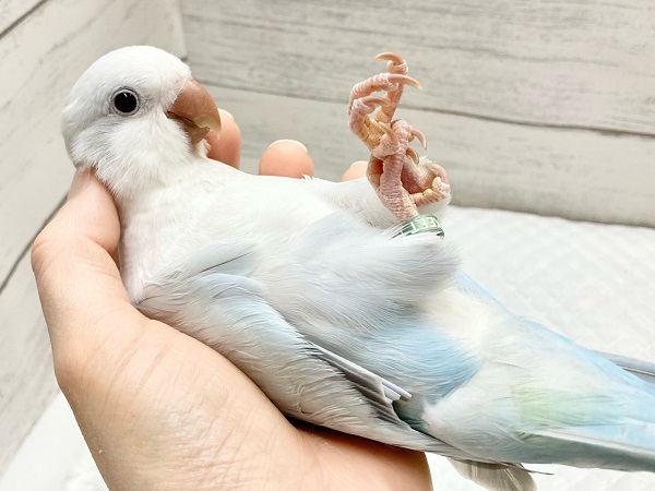 オキナインコ