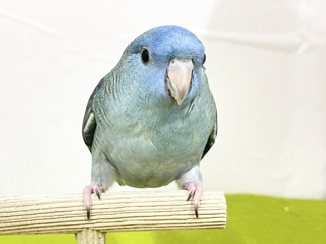 【最新画像更新】久々にブルーカラーのサザナミインコさんがやってきましたよ~💙💙💙 サザナミインコ