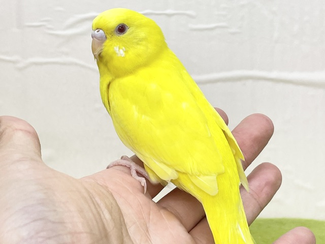 【最新画像更新】ひよこそっくり!?💛 ルチノカラーのセキセイちゃん🌟🌟 セキセイインコ