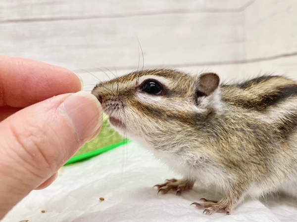 シマリス 男の子 抱っこもできるいい子です♪ シマリス(ノーマル)