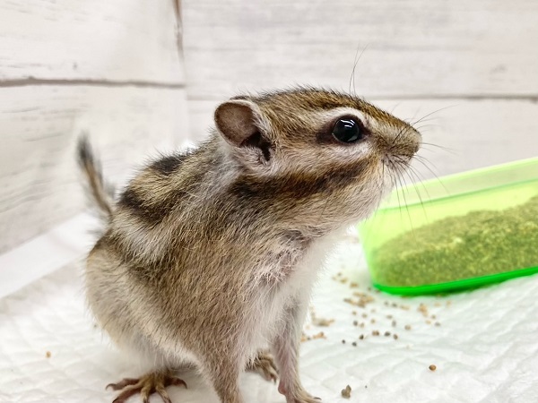 シマリス 男の子 抱っこもできるいい子です♪ シマリス(ノーマル)