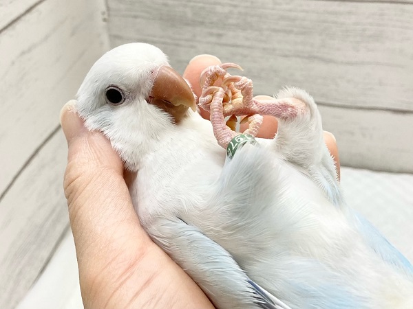 オキナインコ