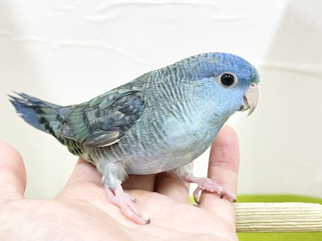【最新画像更新】久々にブルーカラーのサザナミインコさんがやってきましたよ~💙💙💙 サザナミインコ