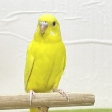 【最新画像更新】ひよこそっくり！？💛　ルチノカラーのセキセイちゃん🌟🌟
