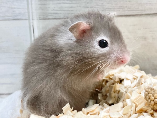 セーブルハムスター 男の子 人気カラー!逆パンダ?なふわふわさんが来ました! ゴールデンハムスター