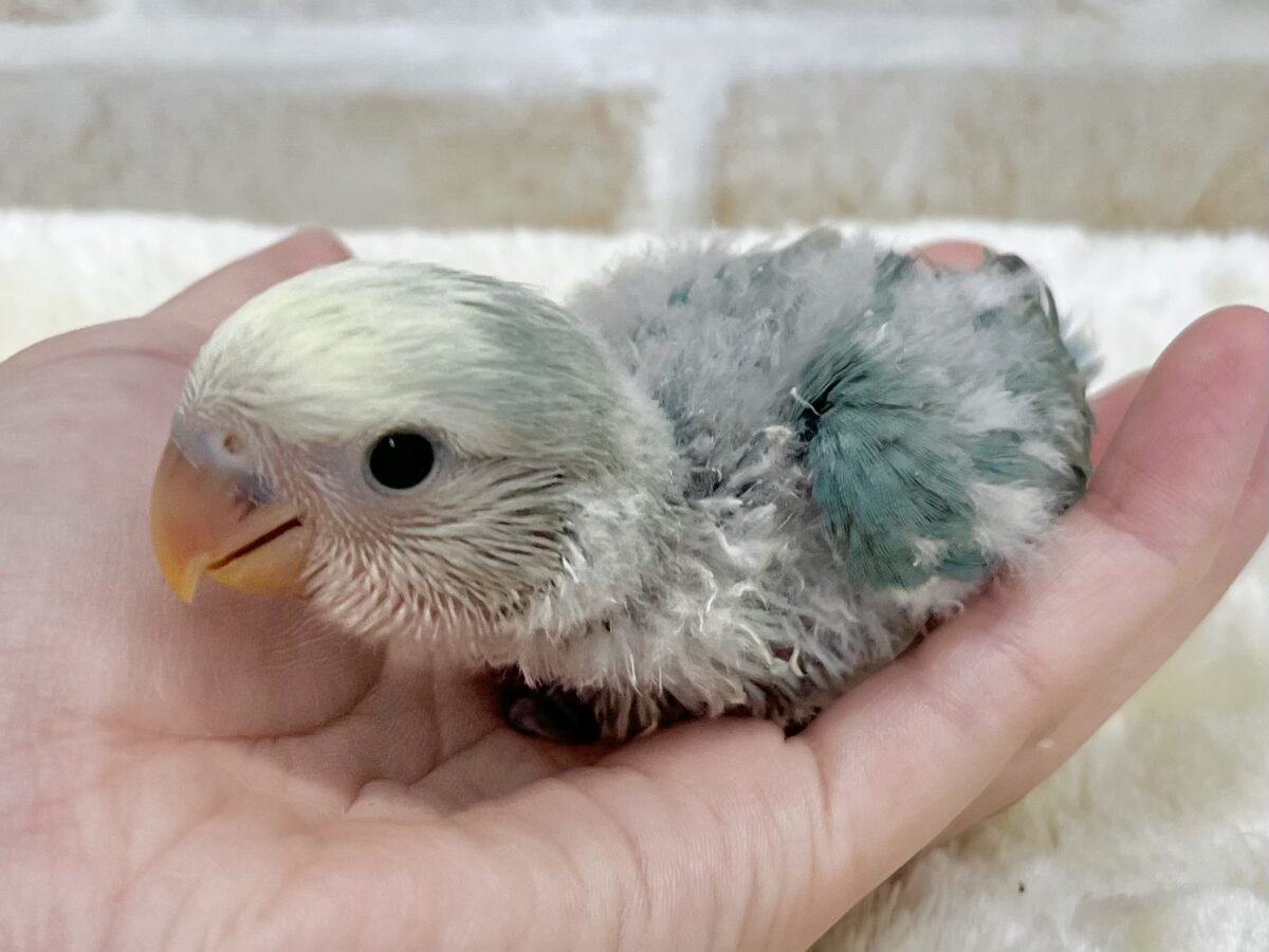 個性が出るカラーです😄✨ コザクラインコ(ブルーチェリーパイド) コザクラインコ(小桜インコ)