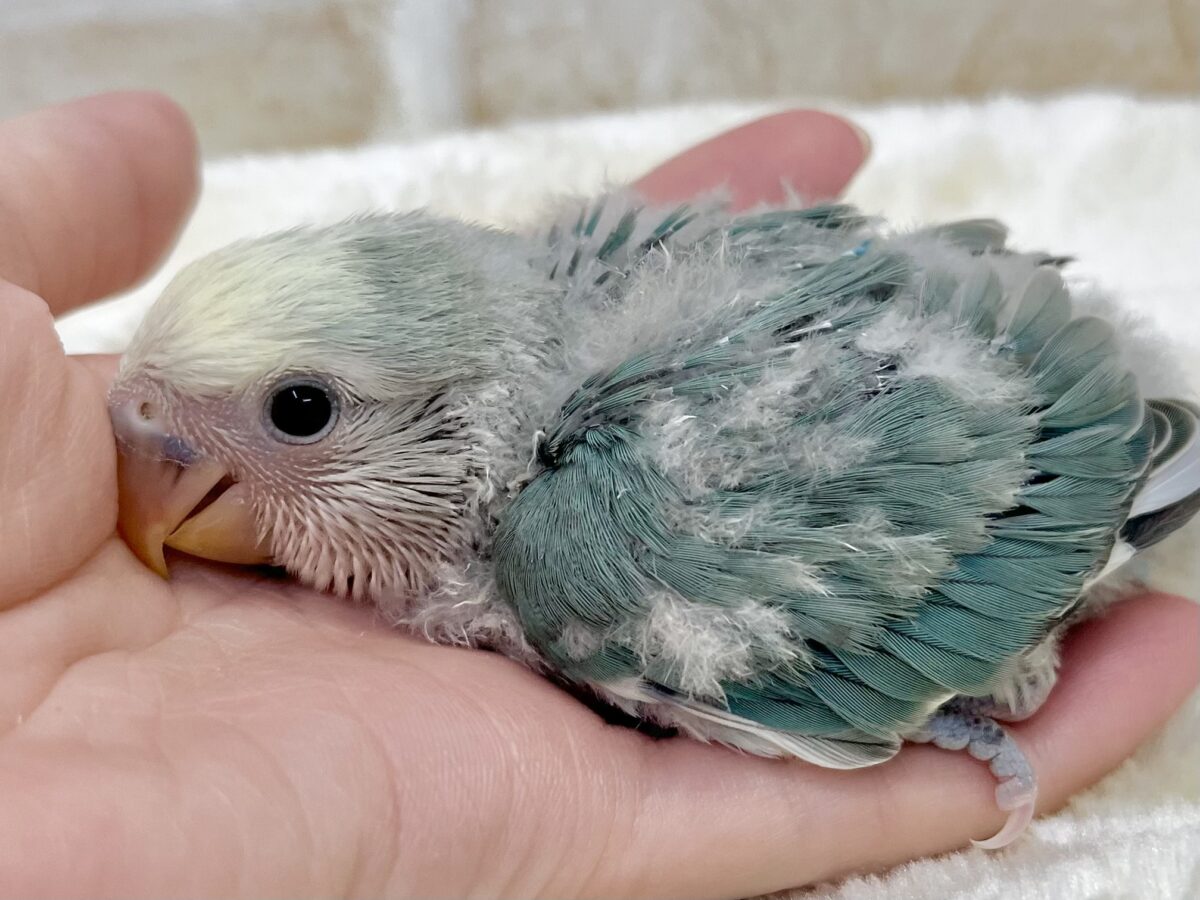 個性が出るカラーです😄✨ コザクラインコ(ブルーチェリーパイド) コザクラインコ(小桜インコ)