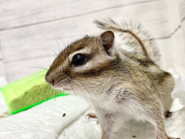 シマリス 男の子 抱っこもできるいい子です♪ シマリス(ノーマル)